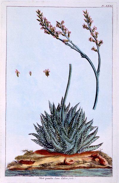 Aloe, Illustration from 